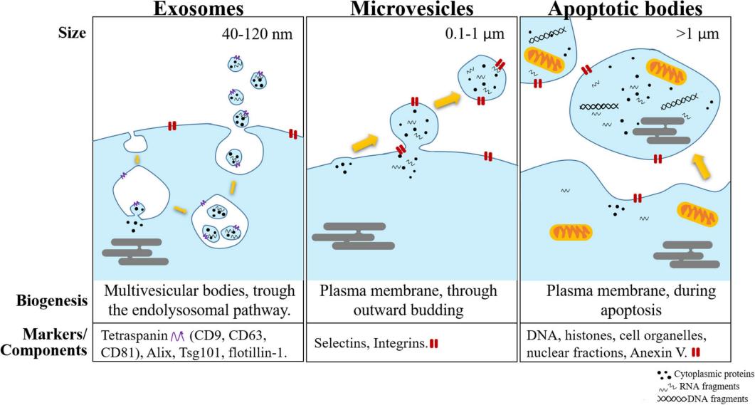 Figure 1: Mechanisms and Types of Extracellular Vesicle Biogenesis (Source: Marta Prieto-Vila et al., 2021)